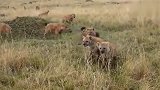 大自然：20只鬣狗想对付一头雄狮，它们能有多大胜算