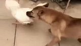 狗子公鸡大战，没想到公鸡带帮手，狗子这下惨了
