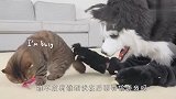 主人扮哈士奇恶搞，猫咪露露看到后，接下来忍住别笑