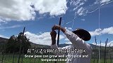 采收神奇变种蔬菜“荷兰豆”，豆荚鲜香脆爽中西都爱吃！