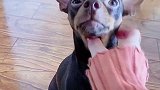 主人问狗狗在家干什么了，鹿犬的举动让主人笑岔气
