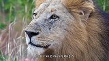 第一次看到野牛杀死雄狮，狮子身受重伤仍要战斗！镜头记录全过程