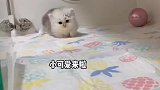 谁能拒绝这么可爱的小猫咪呀？