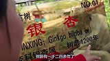 胖妹又长胖一圈，吃顿八宝饭也能胖3斤，万能的网友想想法子
