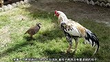 鹧鸪遇到公鸡会不会动手打起来，公鸡被丢过去，试了一下