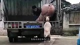 狗狗本来是来帮忙的，越帮越忙，这猪也太沉了！
