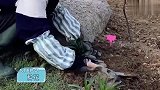 苗苗的vlog-我的小花园