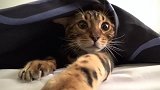 真是好玩的猫咪啊，看这蠢萌的小模样，真是可爱极了呢！