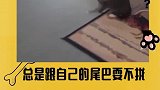 猫能和尾巴玩一天！！
