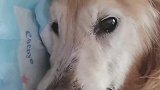陪伴了主人数十年的狗狗即将去世，依依不舍的看着主人