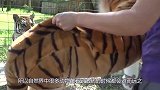 女子照顾老虎10年，老虎突然一口咬住女子胳膊，镜头记录全过程