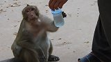 猴子感到口渴，他尝试乞求当地游客喝水