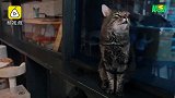 治愈！这家咖啡厅的猫咪可供领养
