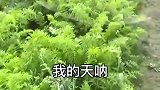 爷爷家种的胡萝卜，拔出来一看，这是用错肥料了吗