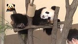 懒萌至极的熊猫宝宝躺在木架上，模样很傲娇：奶爸，你喂我啊！