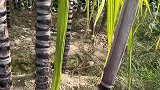 种植的甘蔗跟侏儒一样，别人却长长一根