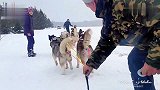 14只二哈拉雪橇，带你体验“飞”一般的感觉