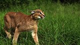 猫界的“天山童姥”，捕鸟界的扛把子，所到之处鸟飞绝！
