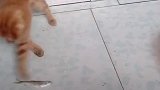 猫：这么多鱼，偷走一条主人也不知道！