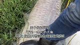 男子经过河边，看见一条死的大鱼