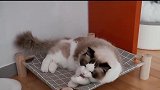布偶猫不爱洗澡，是怕“卸妆”，仙女气息全无