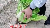 白菜种在砖缝中，长见识了