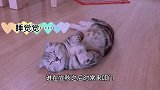 主人去上班，猫咪一直等在门口，回家后主人心疼了