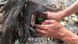 赶海：沿海太好了，螃蟹刚抓上岸就拿来烧烤，真是原汁原味！
