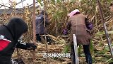 农民王小：全家5口出动秋收！顶风冒雨收苞米，羊却再一旁偷吃