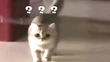 猫：就是这么灵性，我的身体不受脑子控制