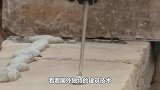 看看国外独特的建筑技术，直接用胶水砌砖墙，真的会牢固吗？