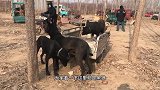 实拍农村狗市配狗，黑狼多次处对象身体透支殆尽，最后倒地不起