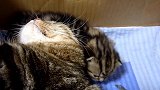 两只猫咪一直盯着外面看，还有小猫咪在睡觉，这是谁来了