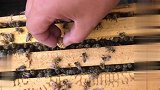 蜜蜂蜂蛹超级好吃