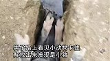 男子路上看见小动物卡住，解救出来发现是小猪