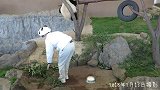 工作人员给大熊猫加料，还有要用竹子去引诱一下