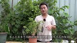 米兰这里有个“小开关”，剪几刀，开花多又香