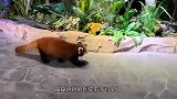 小浣熊第一次看见小熊猫，下一秒憋住别笑，场面太过有趣！