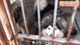 吃烧烤必备熊版阿拉斯加，长大140斤左右，这气质谁敢靠近