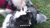 当毛孩子遇到透明胶带，猫咪们反应正常，狗子简直承包笑点！