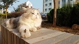 连个蚂蚱你都抓不住，你还有啥脸面在外头混。回家去吧。