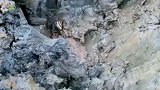 莲藕好吃却难挖，谁的生活都不容易