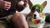 萌宠一家亲：柯基犬的几大秘密！？看你知道哪些！！