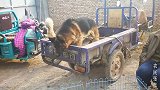 狗市上一条德牧犬，力气真大，把三轮车拉的来回晃动