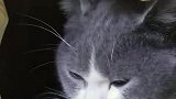 想养猫的看这边，5秒钟带你认清猫咪的真面目。