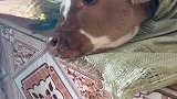 小牛犊病重，主人把它放在卧室炕上照顾