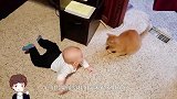 宝宝主动喂小猫吃东西，接下来小家伙的举动，爸妈差点笑岔气了
