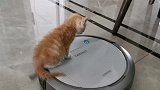 扫地机器人带着猫咪去哪里,第1次坐什么情况反应这么激烈