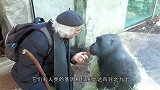 大猩猩第一次照镜子，看到镜子里的自己，反应让人哭笑不得！