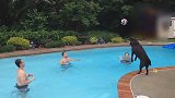 可爱的狗狗，和在泳池的主人们，一起完顶球游戏！